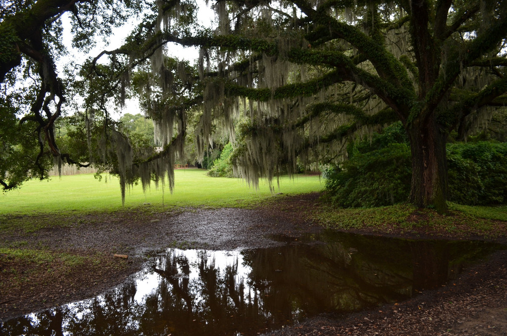 After heavy rains, Charles Towne Landing State Historic Site, Charleston, SC by congaree