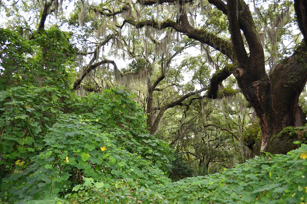Lush undergrowth after heavy rains, Charles Towne Landing State Historic Site, Charleston, SC by congaree