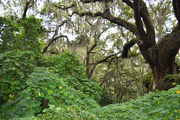 4th Aug 2014 - Lush undergrowth after heavy rains, Charles Towne Landing State Historic Site, Charleston, SC