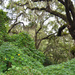 Lush undergrowth after heavy rains, Charles Towne Landing State Historic Site, Charleston, SC by congaree