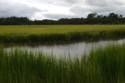 5th Aug 2014 - Marsh and Old Towne Creek, Charles Towne Landing State Historic Park, Charleston, SC