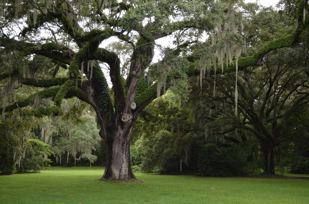 Ancient live oak, Charles Towne Landing State Historic Park, Charleston, SC by congaree