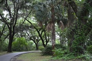 3rd Aug 2014 - Path at Charles Towne Landing State Historic Site, Charleson, SC