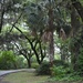 Path at Charles Towne Landing State Historic Site, Charleson, SC by congaree