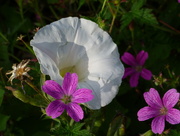 5th Aug 2014 - Wild flowers at the foot of Snowdon 