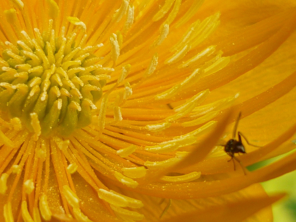 Pollen Heaven by countrylassie