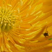 Pollen Heaven by countrylassie
