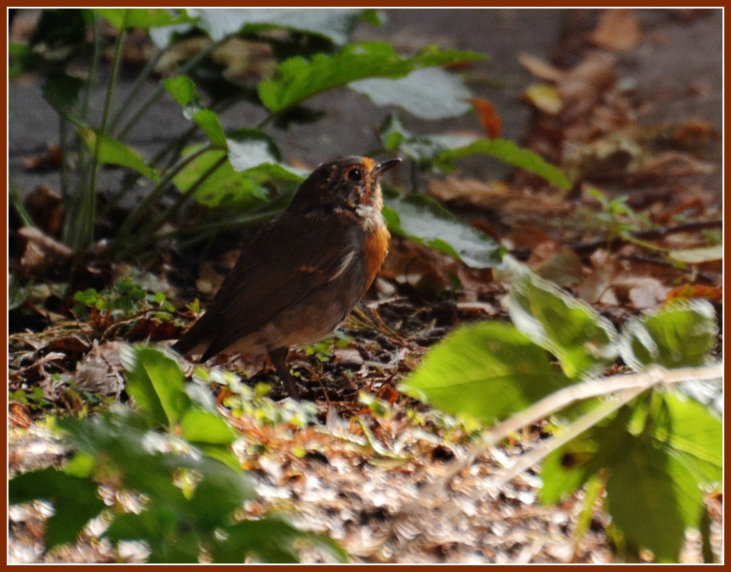 Young robin redbreast by rosiekind
