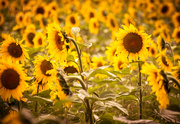 30th Jul 2014 - sunflowers #91