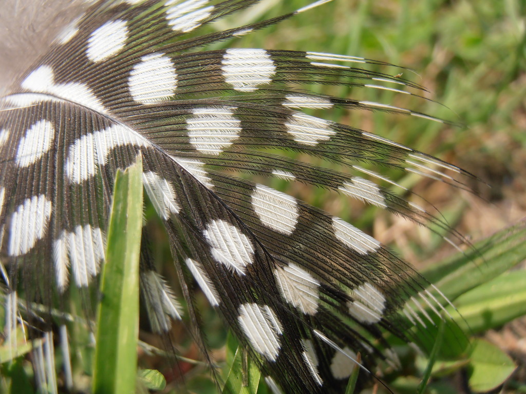 Polka-Dotted Feather by julie