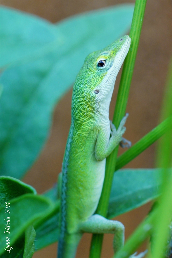 Baby Lizard Macro by lynne5477