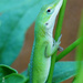 Baby Lizard Macro by lynne5477