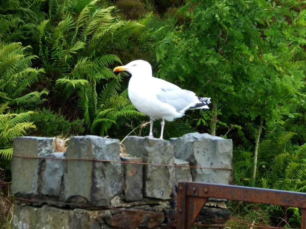  Seagull !! by beryl