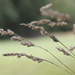 Grasses by randystreat