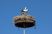 24th Jun 2014 - Stork pair and small bird