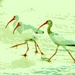 Beach Birds by lynnz