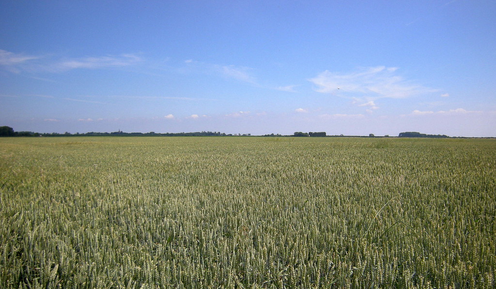 The beautiful wheat fields of Zeeland  by pyrrhula