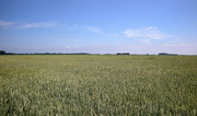5th Aug 2014 - The beautiful wheat fields of Zeeland 