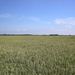 The beautiful wheat fields of Zeeland  by pyrrhula