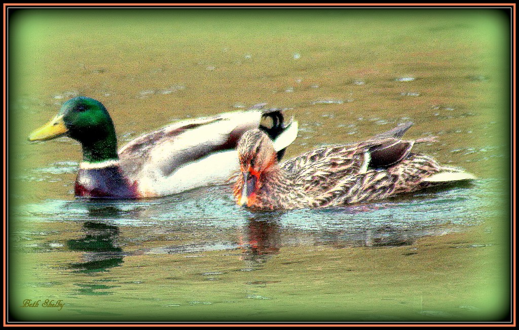 Pair of Ducks by vernabeth