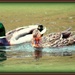 Pair of Ducks by vernabeth