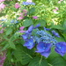  Blue Hydrangea by susiemc