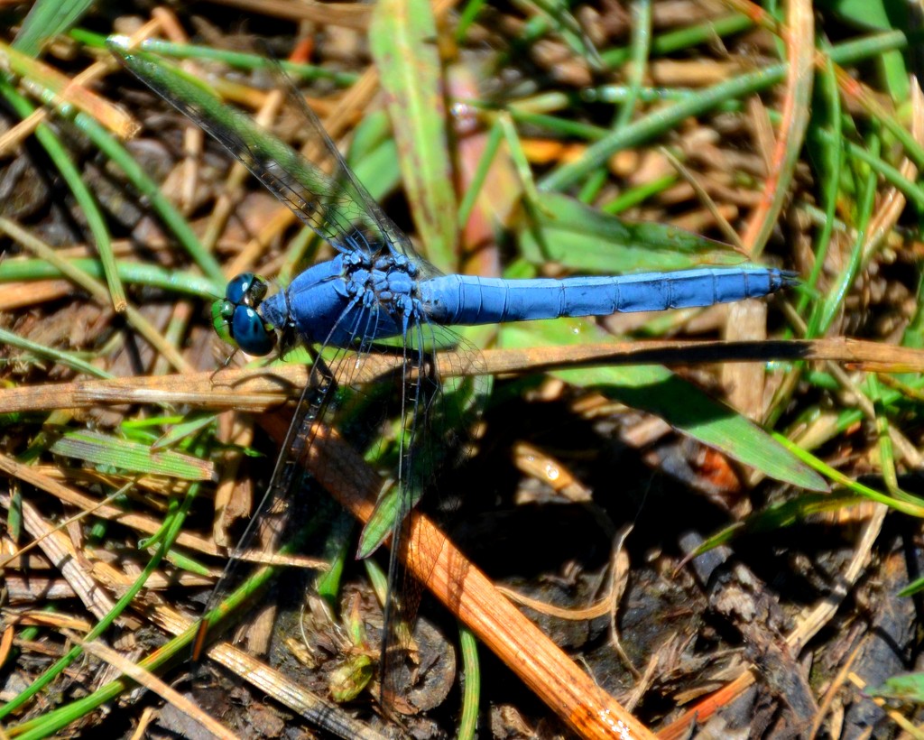 Blue Dragonfly by mariaostrowski