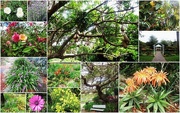 6th Aug 2014 - Last photos from Botanical Gardens