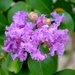 Crape myrtle bloom by congaree