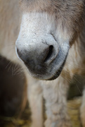 6th Aug 2014 - nose of donk
