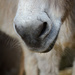 nose of donk by jantan