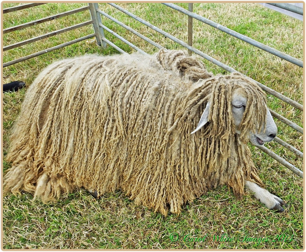 Leicester Longwool Sheep 2 by carolmw