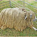 Leicester Longwool Sheep 2 by carolmw