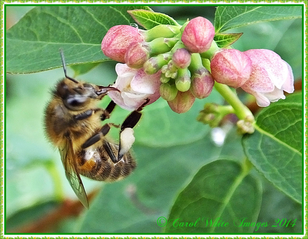 Bee And Blossom by carolmw