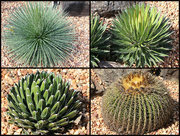 6th Aug 2014 - Assorted Agaves