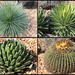 Assorted Agaves by terryliv