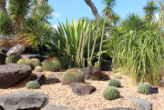 6th Aug 2014 - Agave Garden at Mt Cootha 