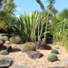 Agave Garden at Mt Cootha  by terryliv