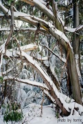 7th Aug 2014 - Snow on Mt St Gwinear