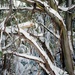 Snow on Mt St Gwinear by teodw