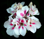 6th Aug 2014 - White flowers with pink