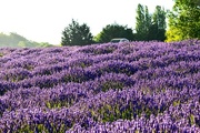 2nd Aug 2014 - Lavender Fields Forever
