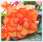 6th Aug 2014 - A Flower that brings out the Summer.(Begonia)