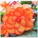 A Flower that brings out the Summer.(Begonia) by ladymagpie