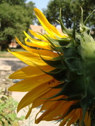 1st Aug 2014 - Sunflower - birdfeeding bonus
