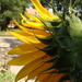 Sunflower - birdfeeding bonus by mcsiegle