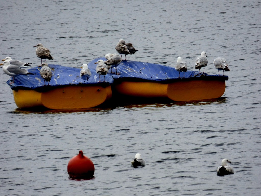 Ooh , bouy !!-- what a crowd  by beryl