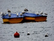 7th Aug 2014 - Ooh , bouy !!-- what a crowd 
