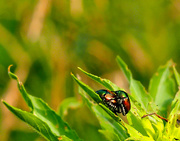 6th Aug 2014 - Beetles