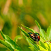 Beetles by tosee